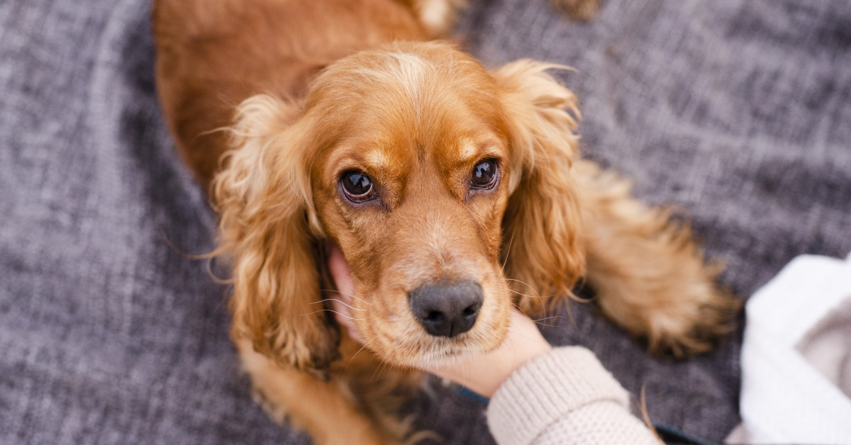 An Owner’s Guide to Dog Eye Problems